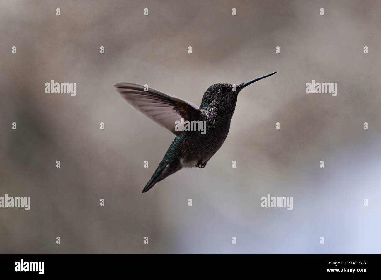 Ein tief fliegender Vogel mit einem scharfen Schnabel fliegt in die Luft Stockfoto