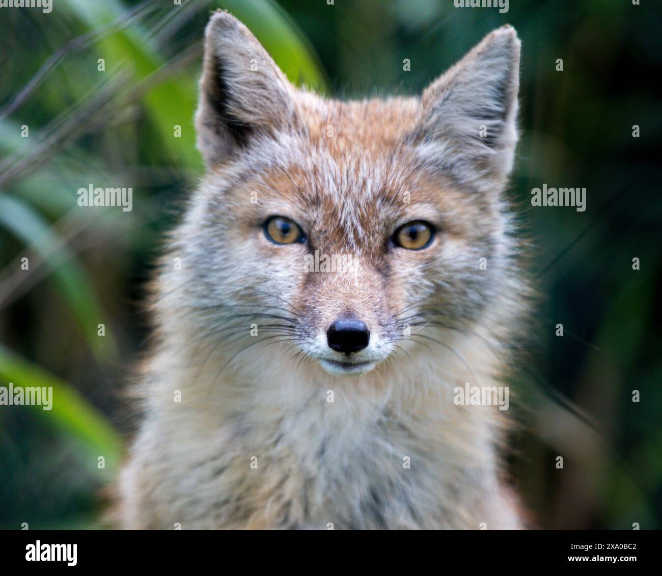 Eine Nahaufnahme eines Fuchses in einem Zoo Stockfoto