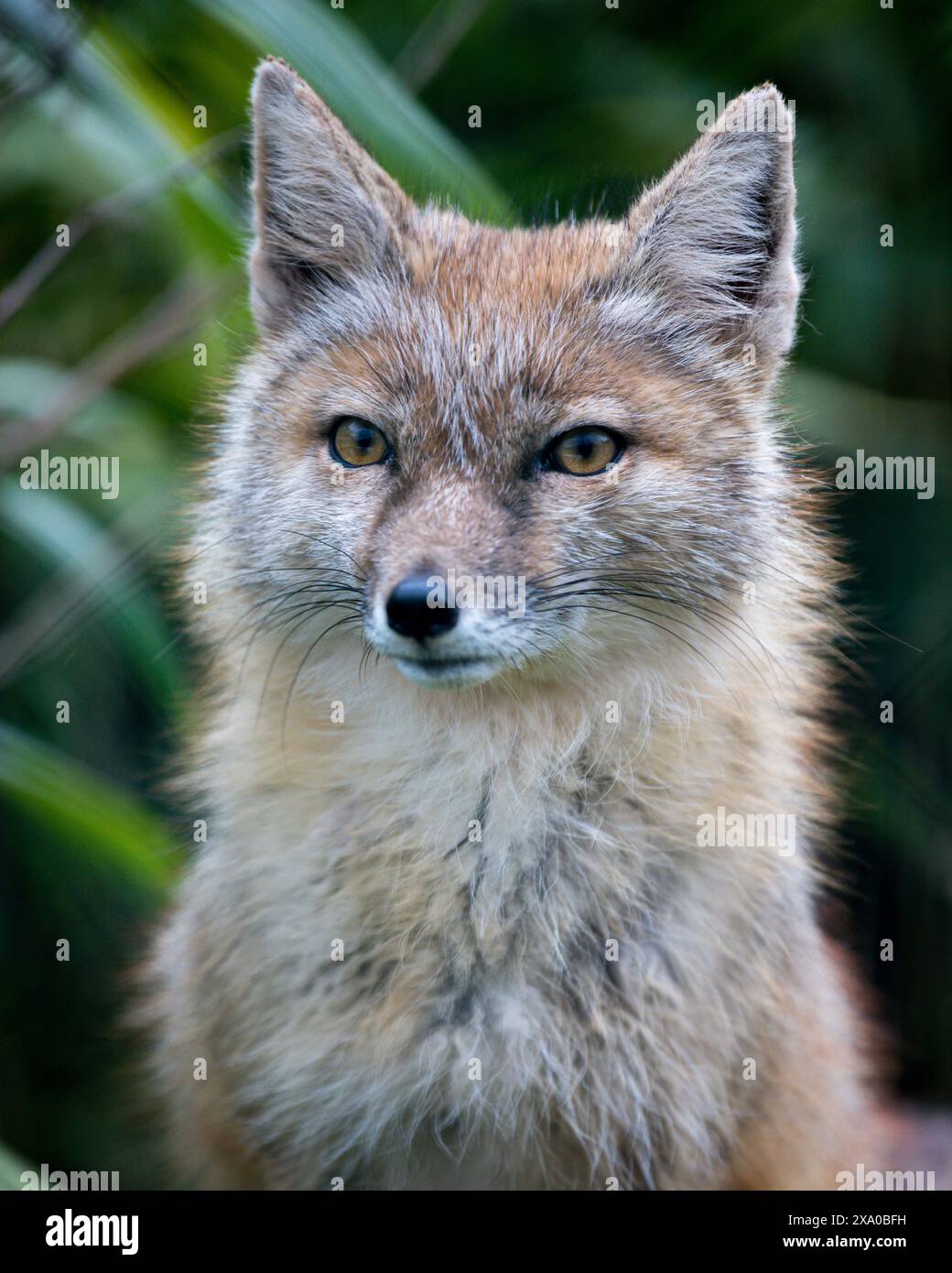 Eine Nahaufnahme eines Fuchses in einem Zoo Stockfoto