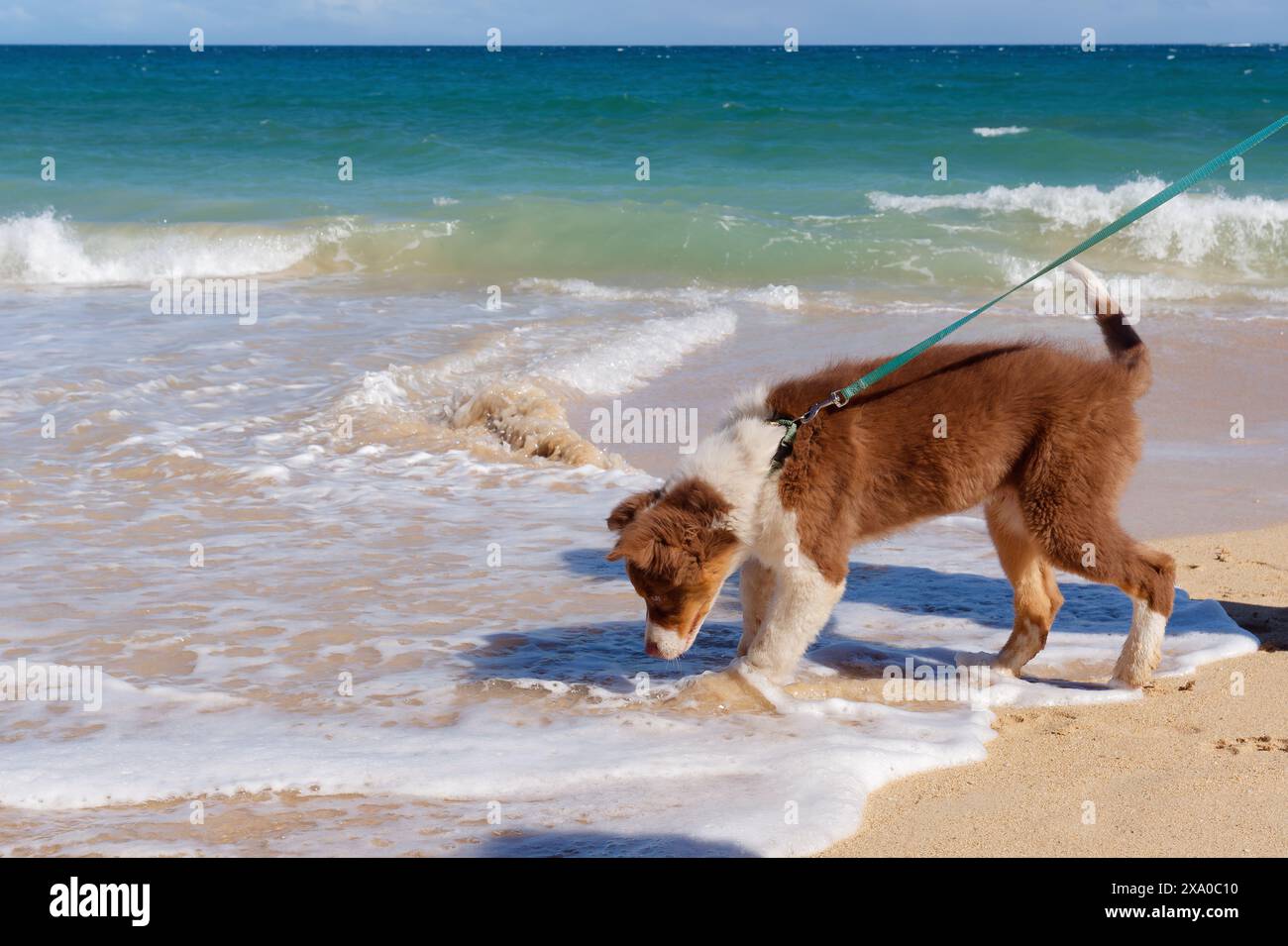 Niedliches Border Collie-Welpen im Makena Beach State Park, Maui, Hawaii, USA Stockfoto