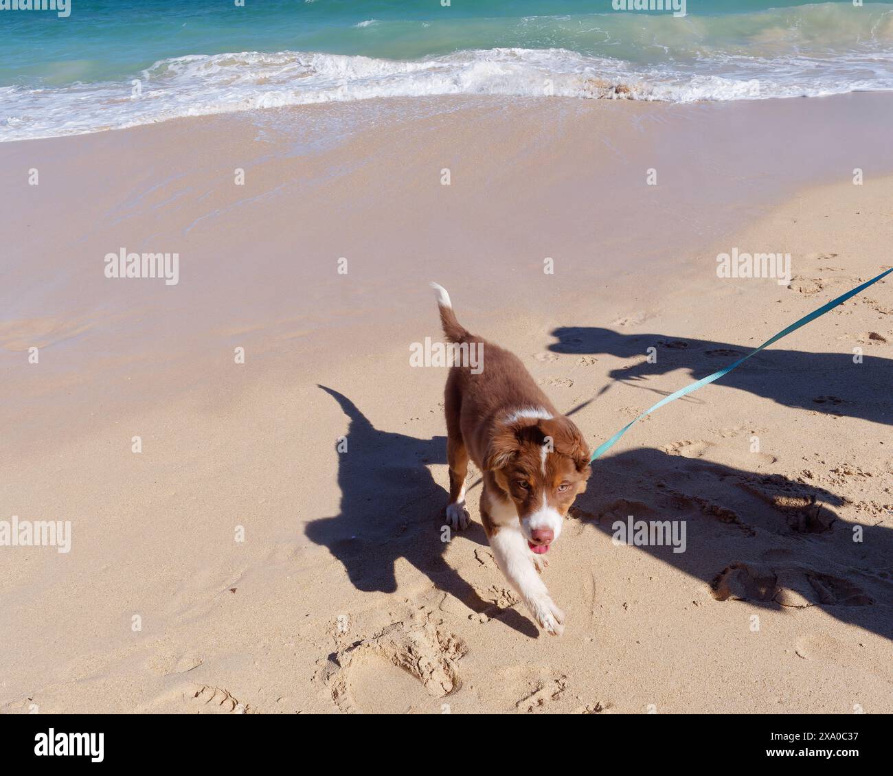 Niedliches Border Collie-Welpen im Makena Beach State Park, Maui, Hawaii, USA Stockfoto