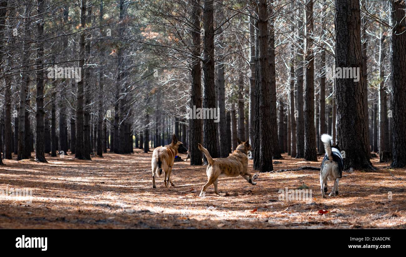 Hunde im Dreck auf dem Weg durch hohes Gras Stockfoto