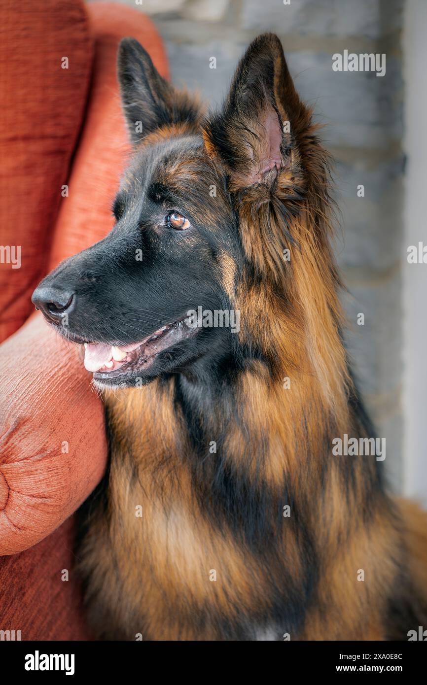 Eine Nahaufnahme eines langhaarigen deutschen Hirten Stockfoto