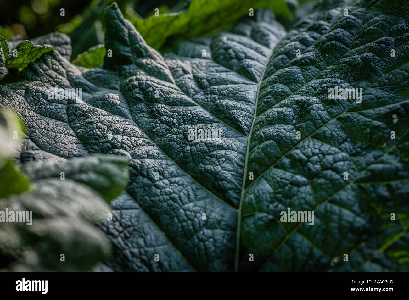 Eine Nahaufnahme eines großen Pflanzenblattes Stockfoto