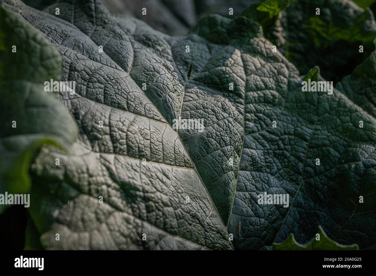 Eine Nahaufnahme eines großen Pflanzenblattes Stockfoto