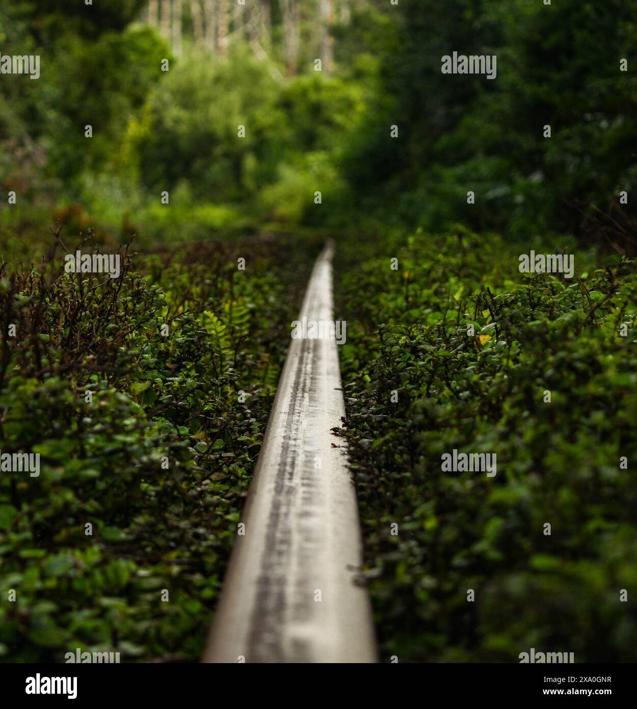 Eine rustikale Eisenbahnstrecke inmitten üppiger Waldlandschaft Stockfoto
