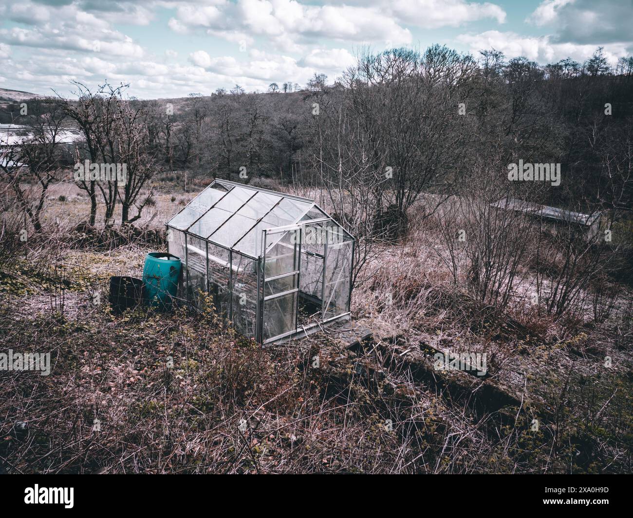 Glasgewächshaus umgeben von überwachsenem Land vernachlässigter Garten, der seit einigen Jahren nicht gepflegt wurde. Stockfoto