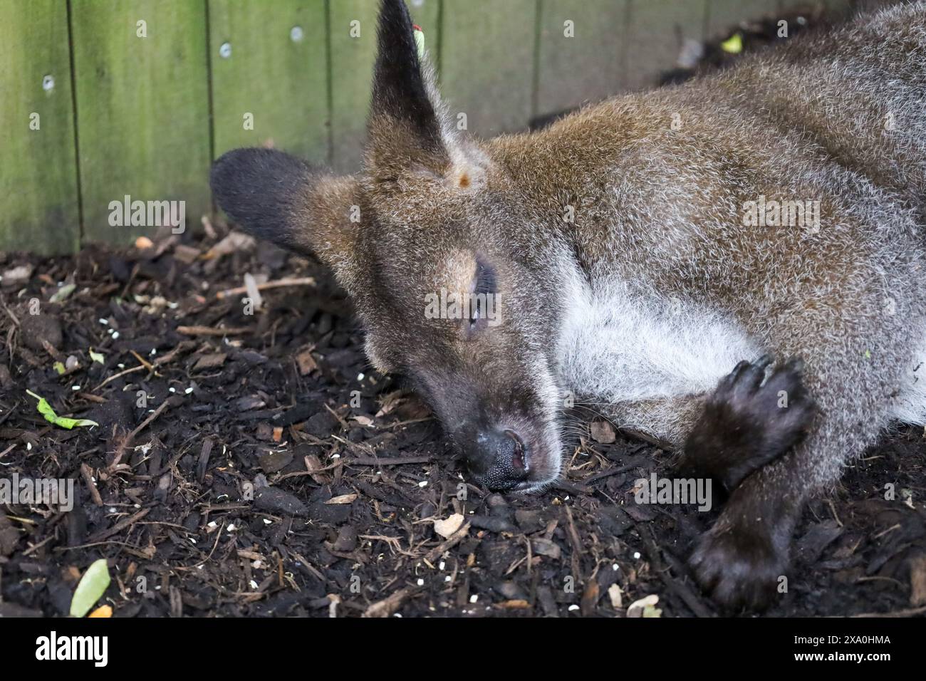 Baby-Känguru liegt auf dem Rücken im staubigen Boden in der Nähe eines Strauches Stockfoto