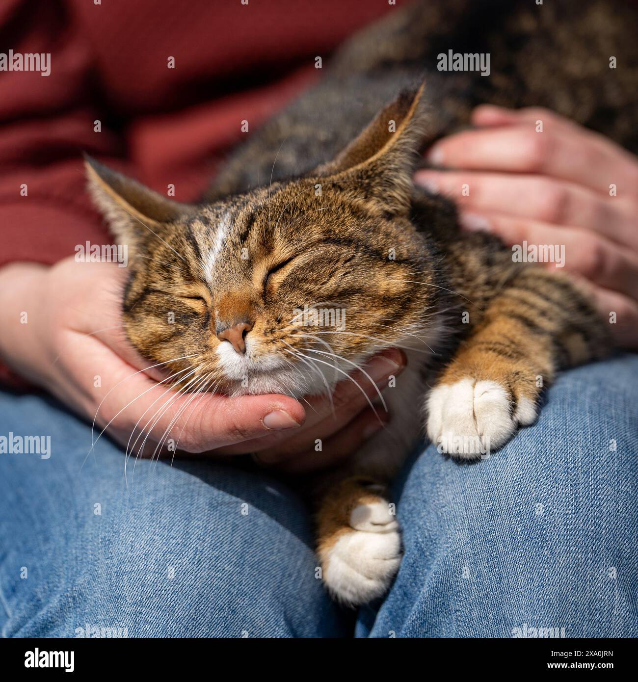 Eine Person, die eine Katze in Sneek, Niederlande, hält Stockfoto