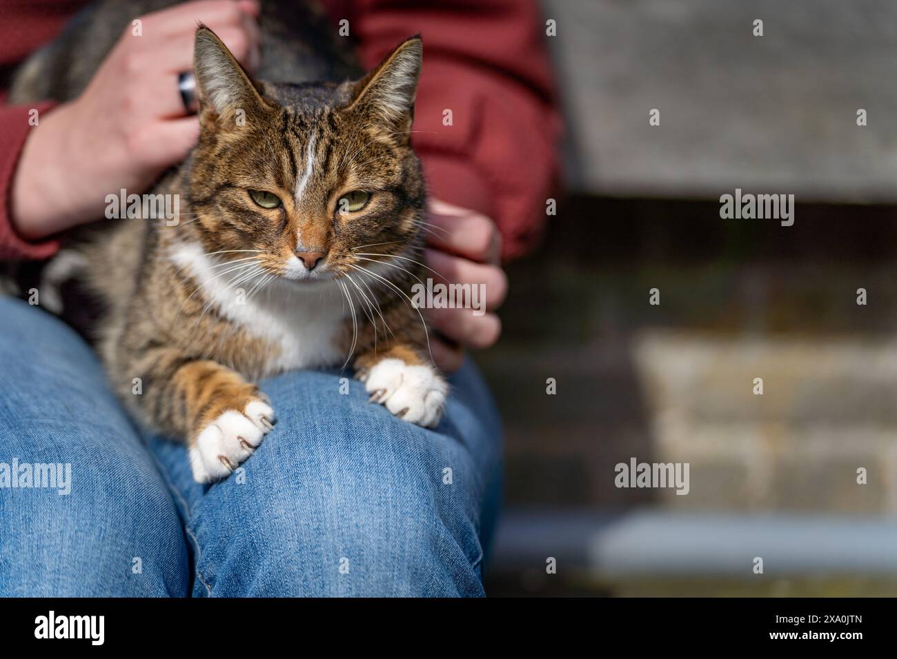 Eine Person, die eine Katze in Sneek, Niederlande, hält Stockfoto