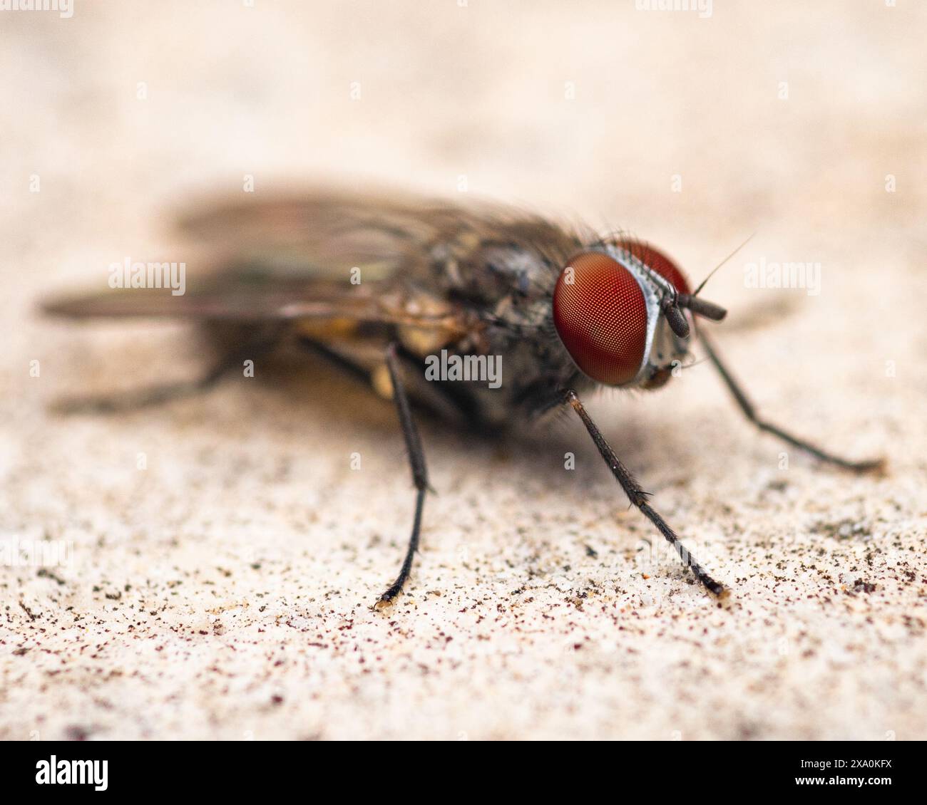 Eine winzige schwarze Fliege mit einem orangefarbenen Kopf auf einer Oberfläche. Stockfoto