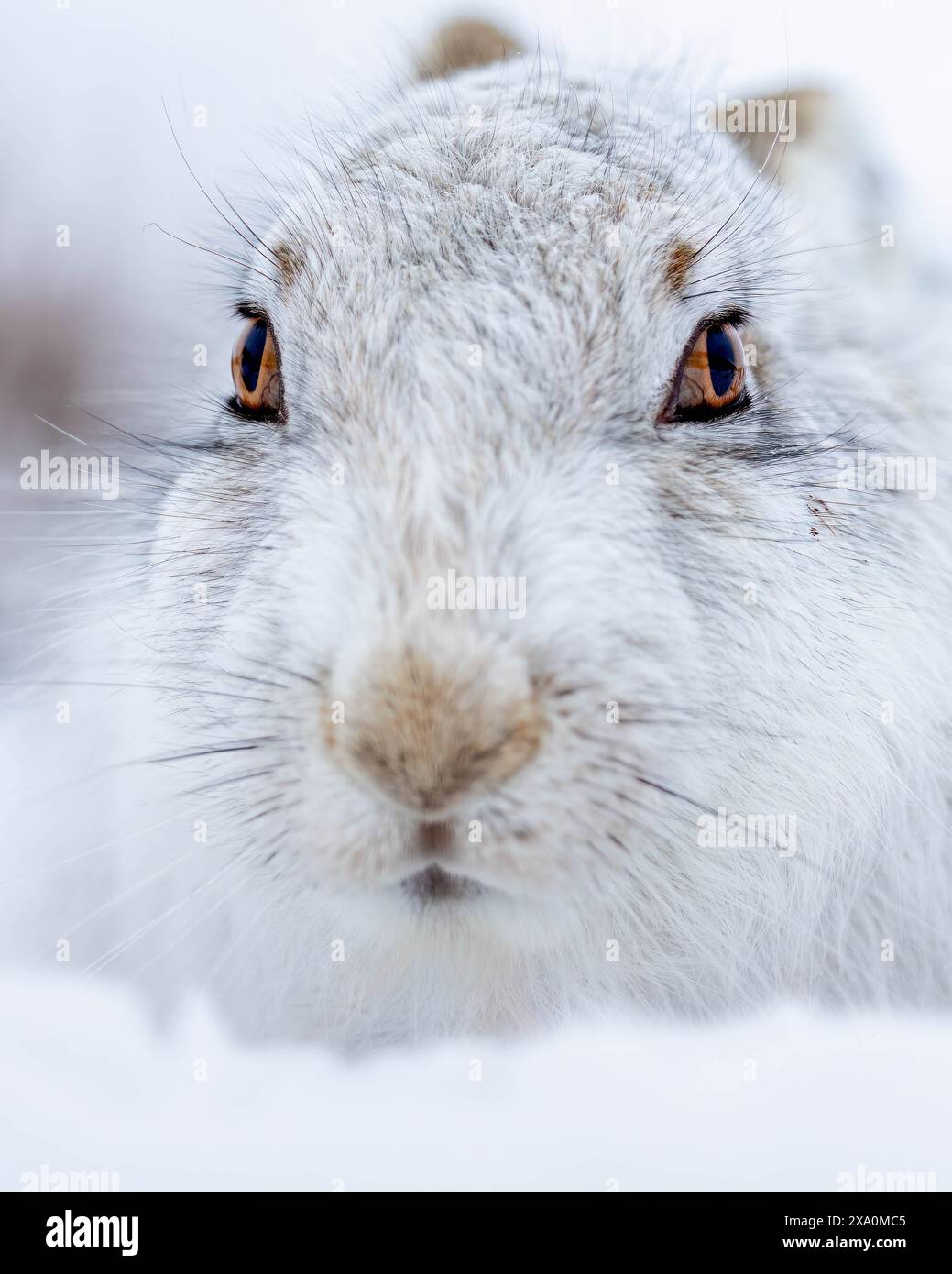 Eine schneebedeckte Landschaft mit einem Kaninchen in Mountain Hare in den schneebedeckten Cairngorms Stockfoto