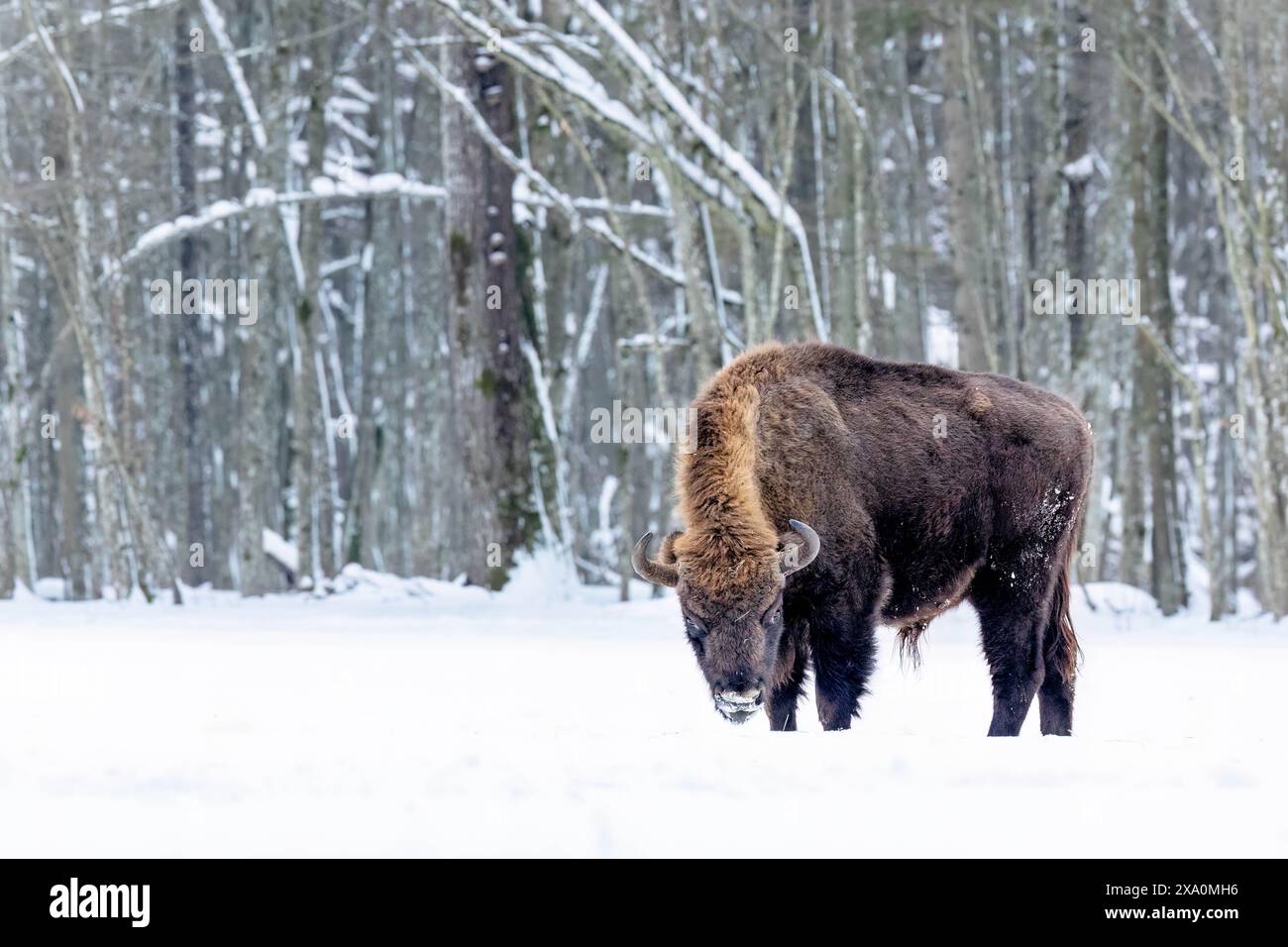 Ein großer Bison im Schnee im Winter in Polen Stockfoto