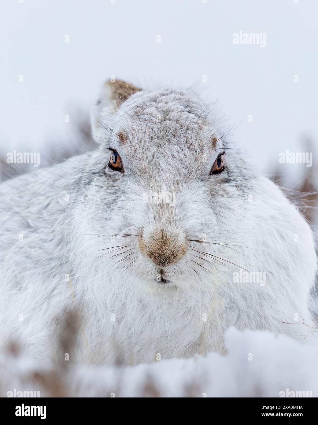 Eine schneebedeckte Landschaft mit einem Kaninchen in Mountain Hare in den schneebedeckten Cairngorms Stockfoto