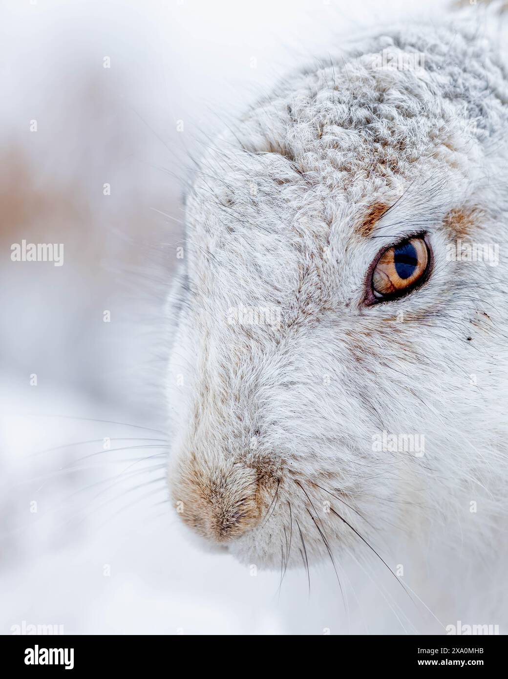 Eine schneebedeckte Landschaft mit einem Kaninchen in Mountain Hare in den schneebedeckten Cairngorms Stockfoto