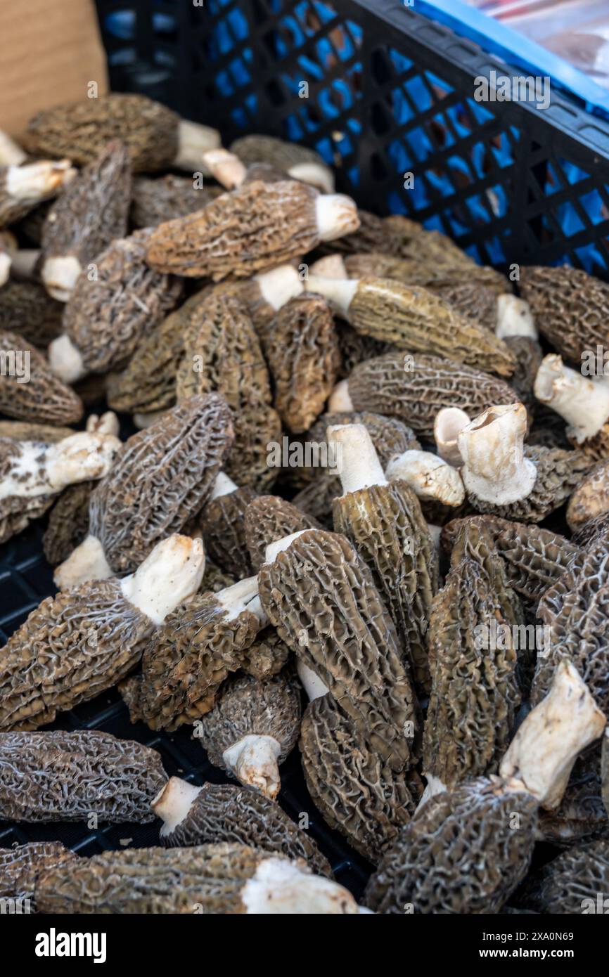 Morchella, echte Morcheln, Gattung der essbaren Sackpilze Frühlingspilze auf dem Portobello Road Food Market am Samstag, Notting Hill, London, Großbritannien, leckere Pilze Stockfoto