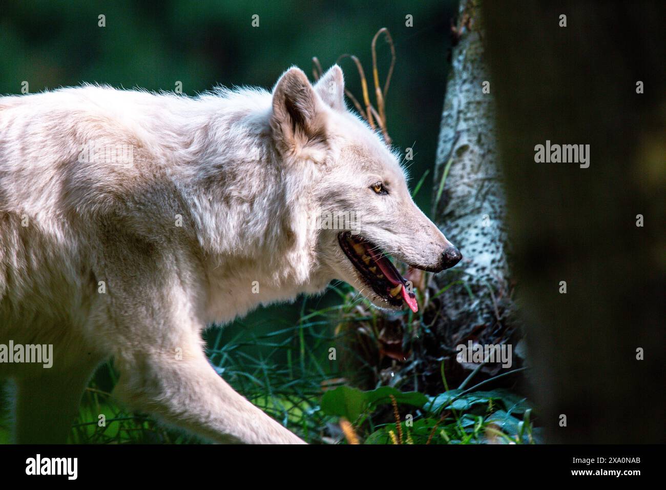 Ein Wolf im Gras mit offenem Mund, Bäume im Hintergrund Stockfoto
