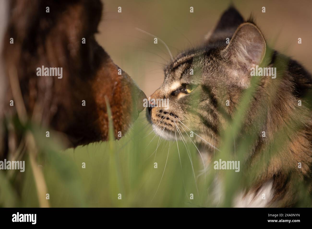 Eine Katze hüpft spielerisch eine Hundenase in einer grasbewachsenen Umgebung Stockfoto