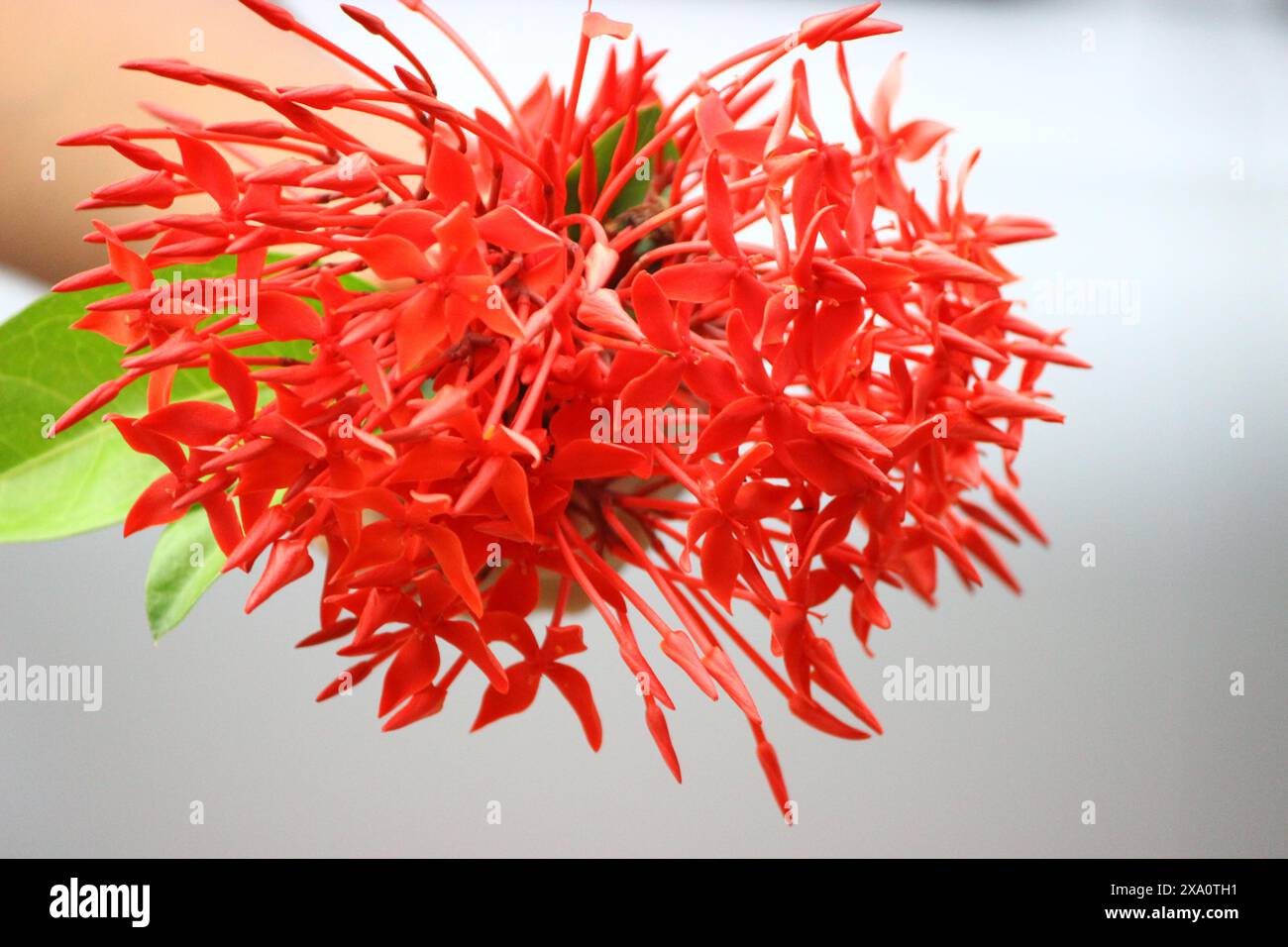 Das Ashoka ist ein wunderschönes Laub und duftende Blumen Stockfoto