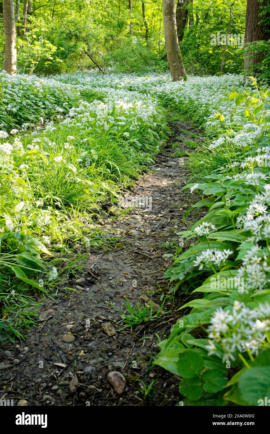 Eine Landschaft mit blühendem wildem Knoblauch in einem deutschen Frühlingswald. Stockfoto