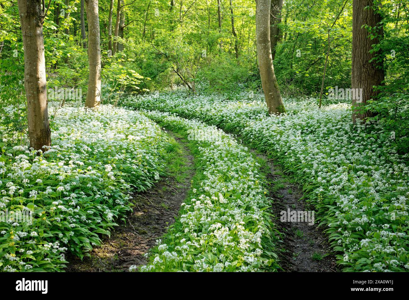 Eine Landschaft mit blühendem wildem Knoblauch in einem deutschen Frühlingswald. Stockfoto
