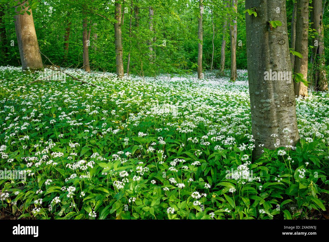Eine Landschaft mit blühendem wildem Knoblauch in einem deutschen Frühlingswald. Stockfoto