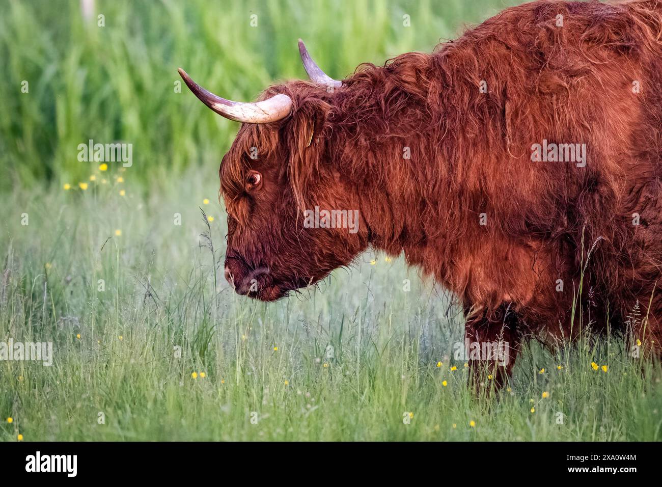 Ein rotes Yak mit langen Hörnern in hohem Gras Stockfoto