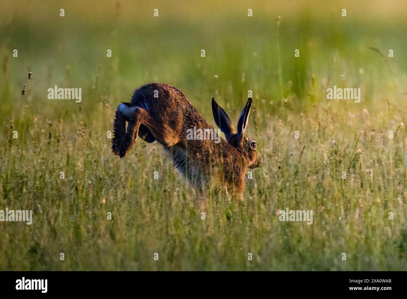 Zwei majestätische Antilopen mit beeindruckenden Hörnern, die sich von Gras in freier Wildbahn ernähren Stockfoto