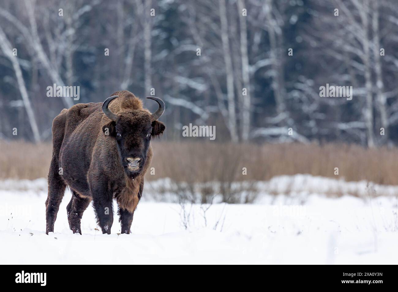 Eine Winterszene mit einem Bison auf einem verschneiten Feld in Polen Stockfoto