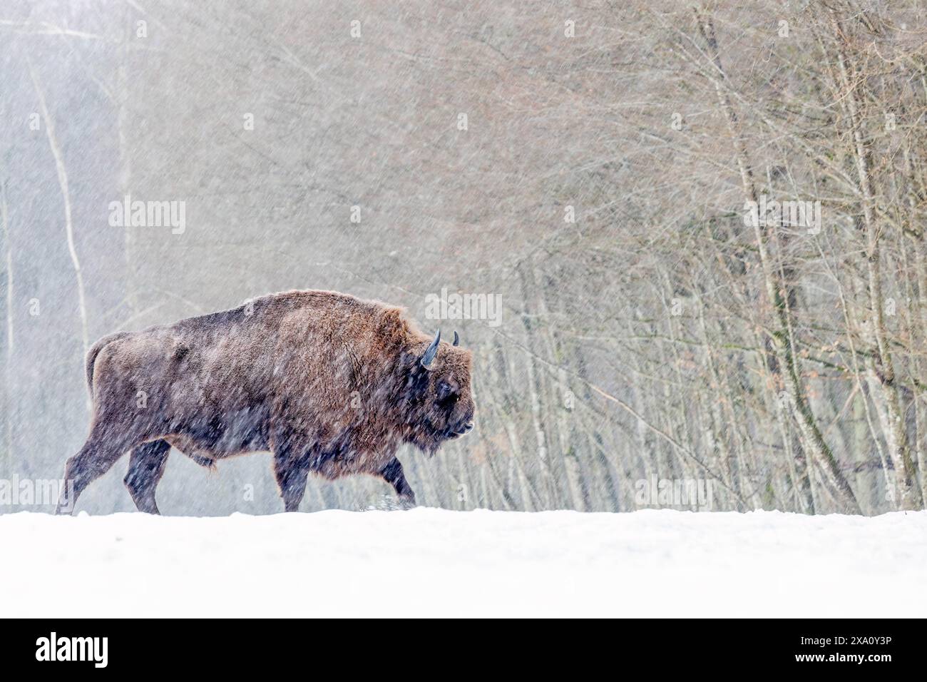 Eine Winterszene mit einem Bison auf einem verschneiten Feld in Polen Stockfoto