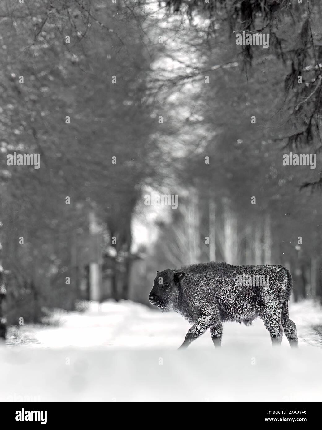 Eine Winterszene mit einem Bisonkalb auf einem verschneiten Feld in Polen Stockfoto