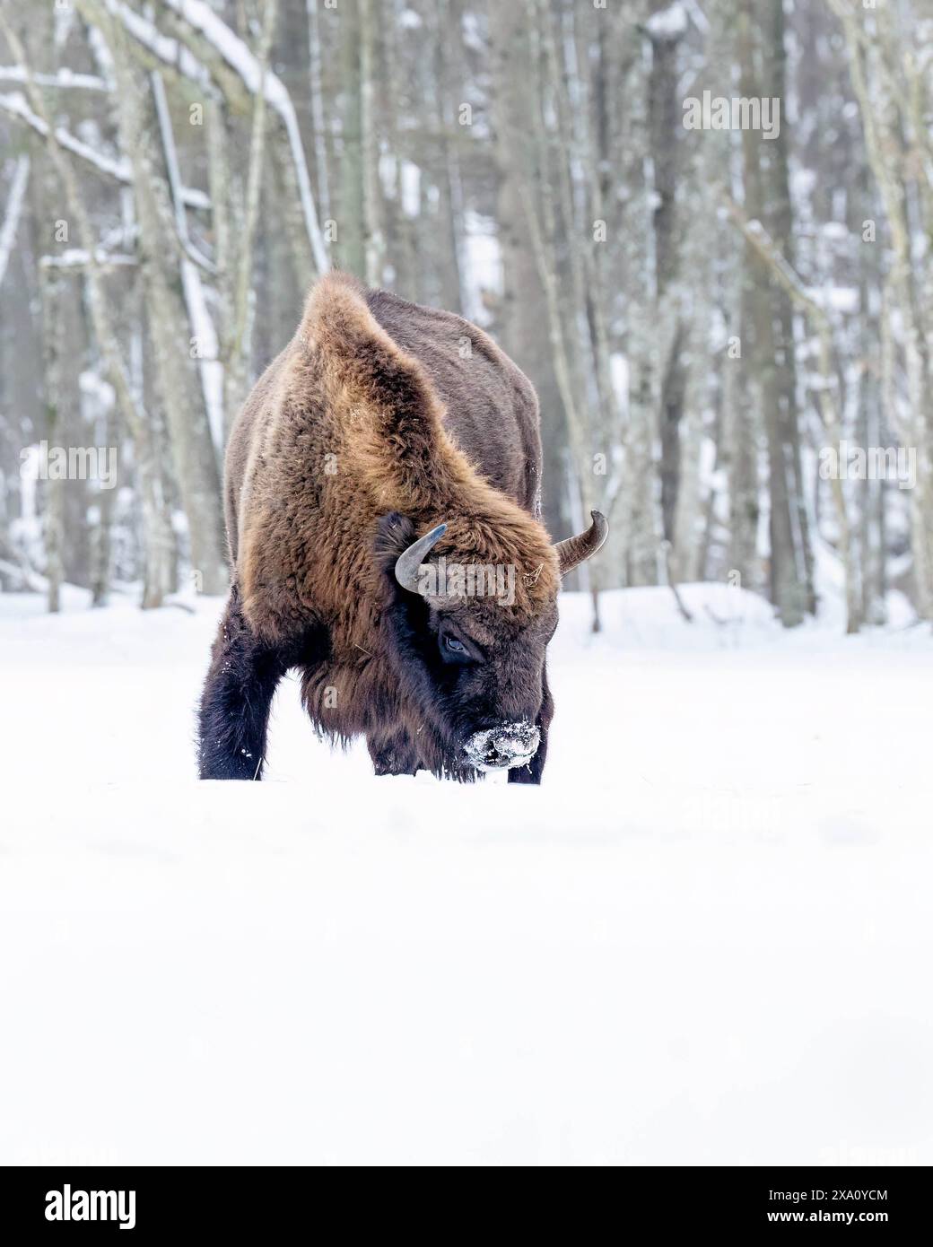 Eine Winterszene mit einem Bison auf einem verschneiten Feld in Polen Stockfoto