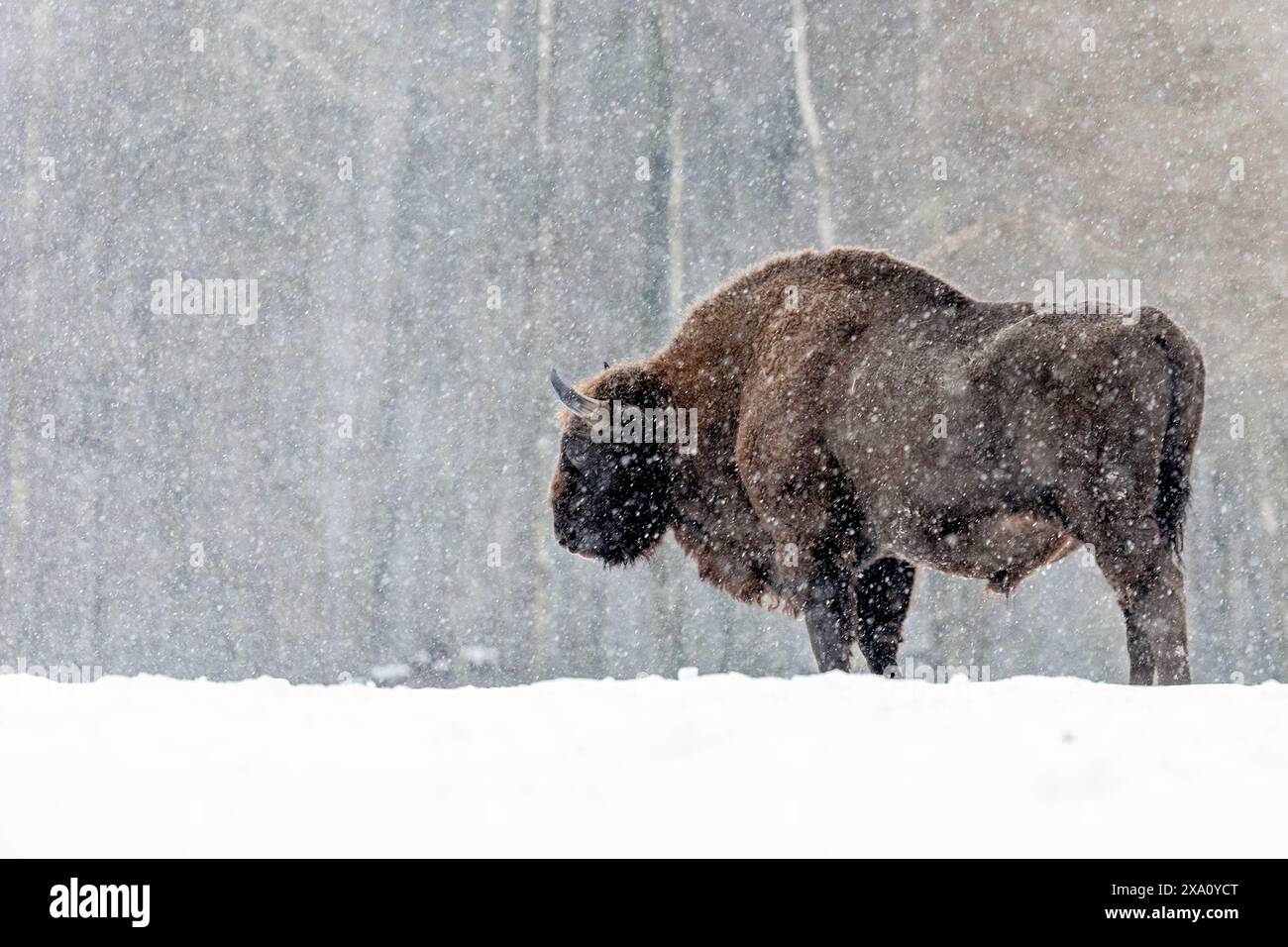Eine Winterszene mit einem Bison auf einem verschneiten Feld in Polen Stockfoto