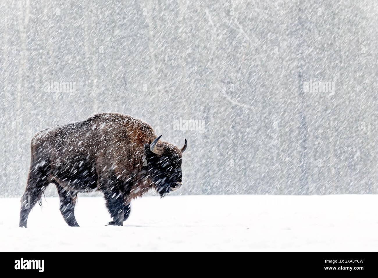 Eine Winterszene mit einem Bison auf einem verschneiten Feld in Polen Stockfoto