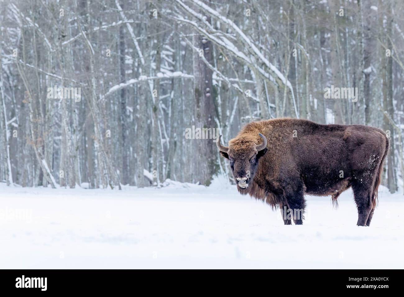 Eine Winterszene mit einem Bison auf einem verschneiten Feld in Polen Stockfoto