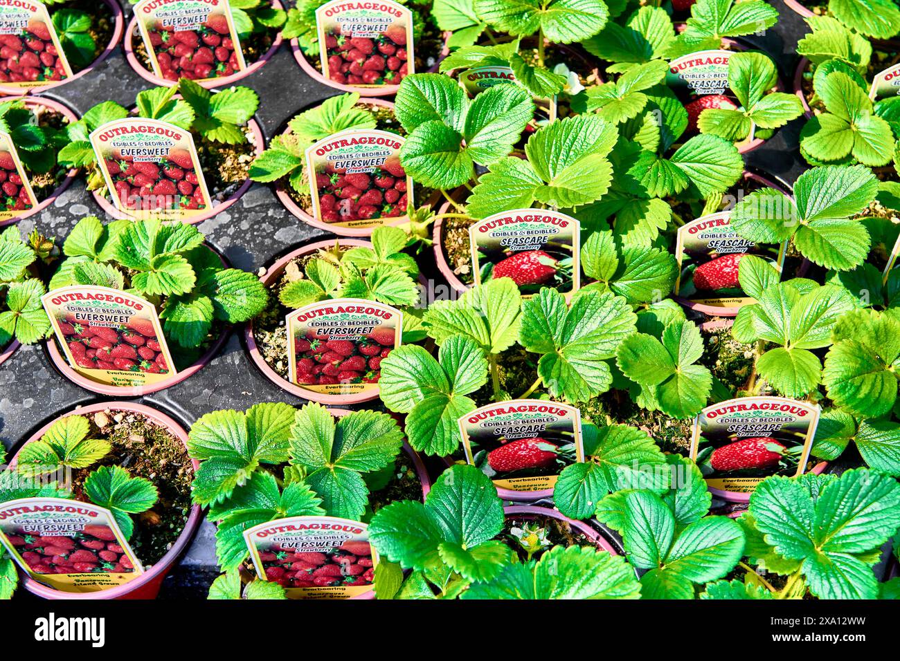 Viele neue Erdbeerpflanzen in kleinen Töpfen zum Verkauf in einem Gartencenter mit einem Schild in jedem Topf, das die Erdbeerart kennzeichnet. Stockfoto