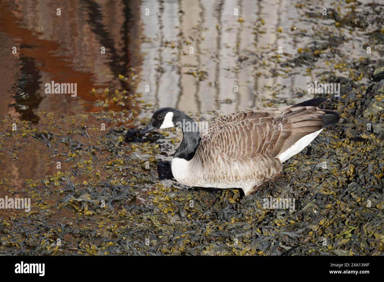 Eine kanadas-Gans, die in der Marina von Oere zum Wasser fährt Stockfoto