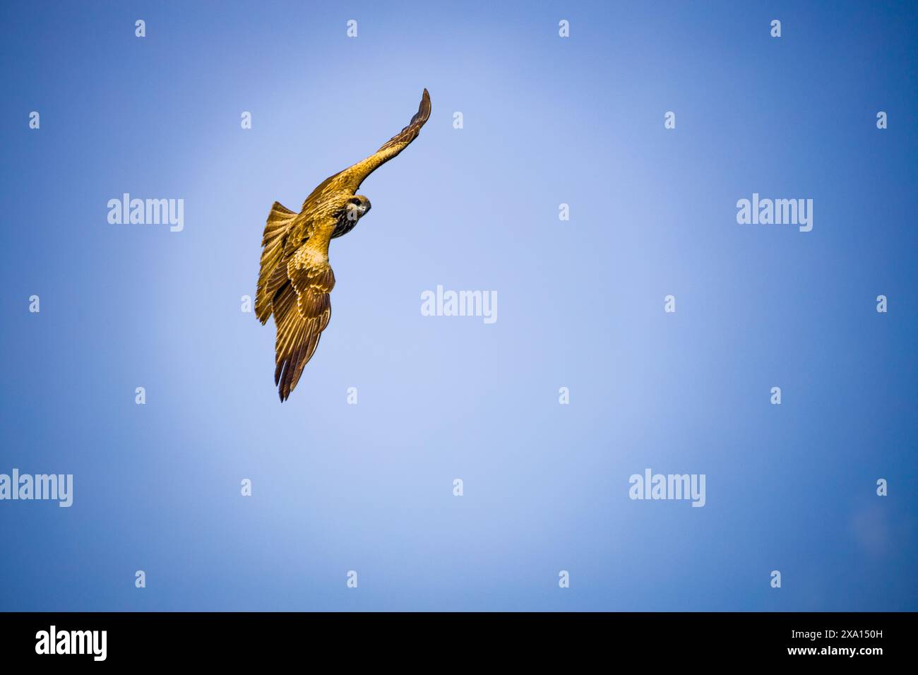 Ein Vogel im Flug mit ausgestreckten Flügeln gegen klaren Himmel Stockfoto