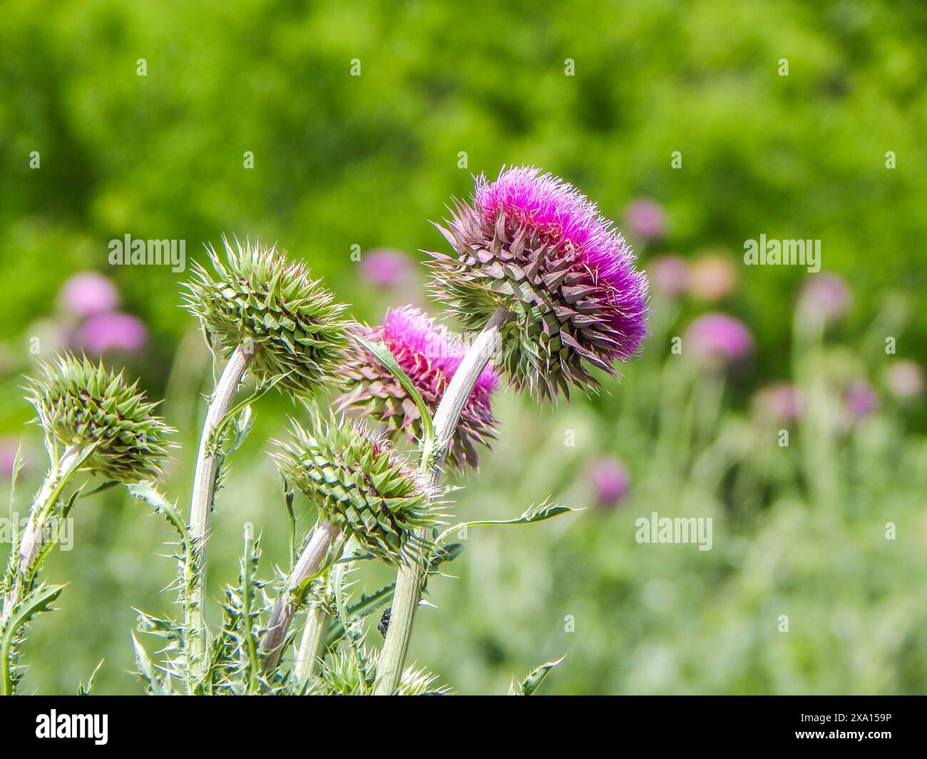 Thistle Blume umgeben von Blättern, Büschen und Blumen Stockfoto