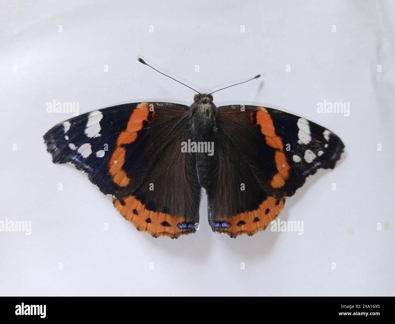 Ein leuchtender Orange-, weiß- und schwarzer Schmetterling auf einer weißen Oberfläche Stockfoto