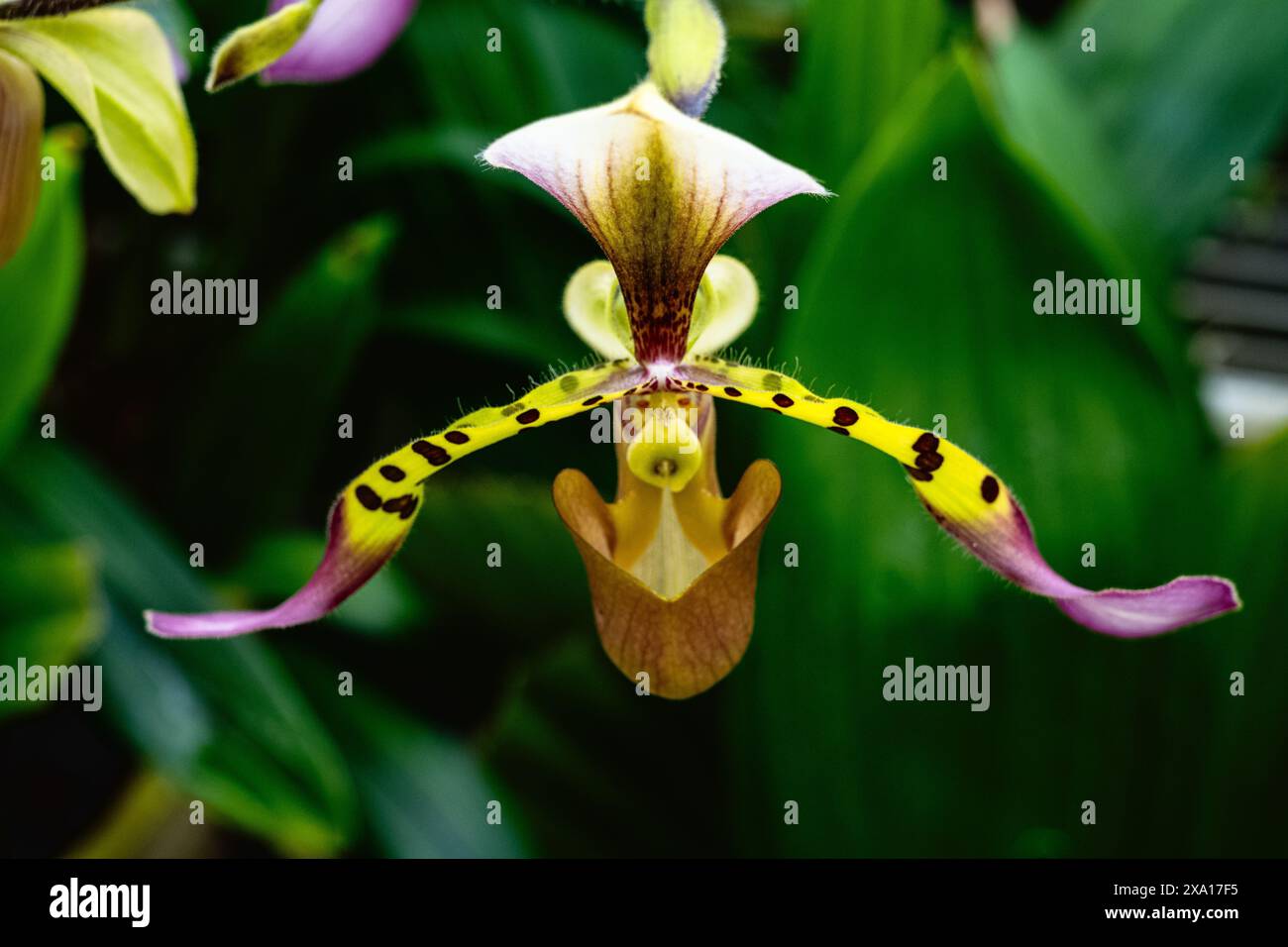 Eine Nahaufnahme einer blühenden exotischen paphiopedilum lowii-Blüte Stockfoto