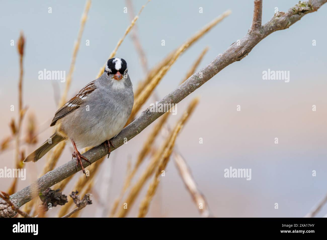 Weiß – Crowned Sparrow Stockfoto