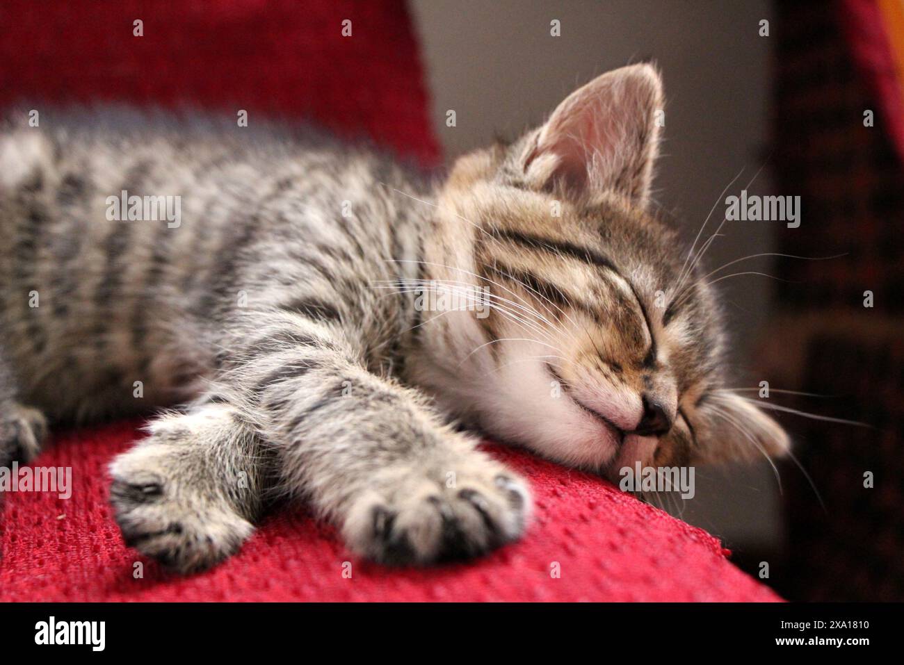 Ein kleines graues und weißes Kätzchen, das auf einem roten Sofa liegt. Stockfoto