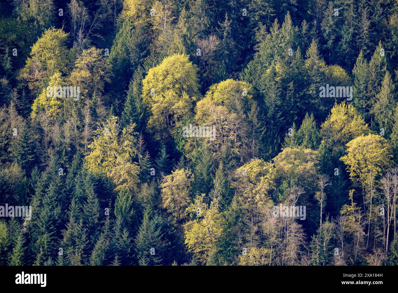 Ein malerischer Blick auf die blühenden Ahornbäume am Mount Bruce vom Mount Maxwell, Salt Spring Island, BC, Kanada Stockfoto