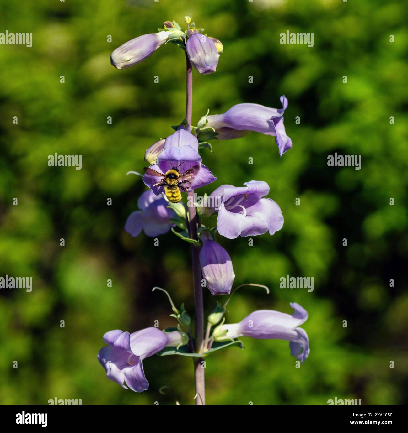 Eine Penstemon grandiflorus Pflanze oder Bärtzunge Blume mit einer hellgelben Hummel, die dahinter schwebt. Stockfoto