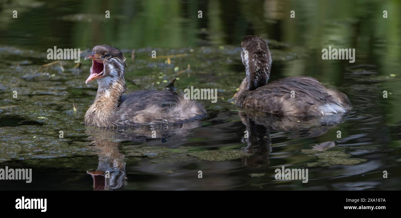 Eine Nahaufnahme von Rattenschnullern (Podilymbus podiceps), die in einem See schwimmen Stockfoto