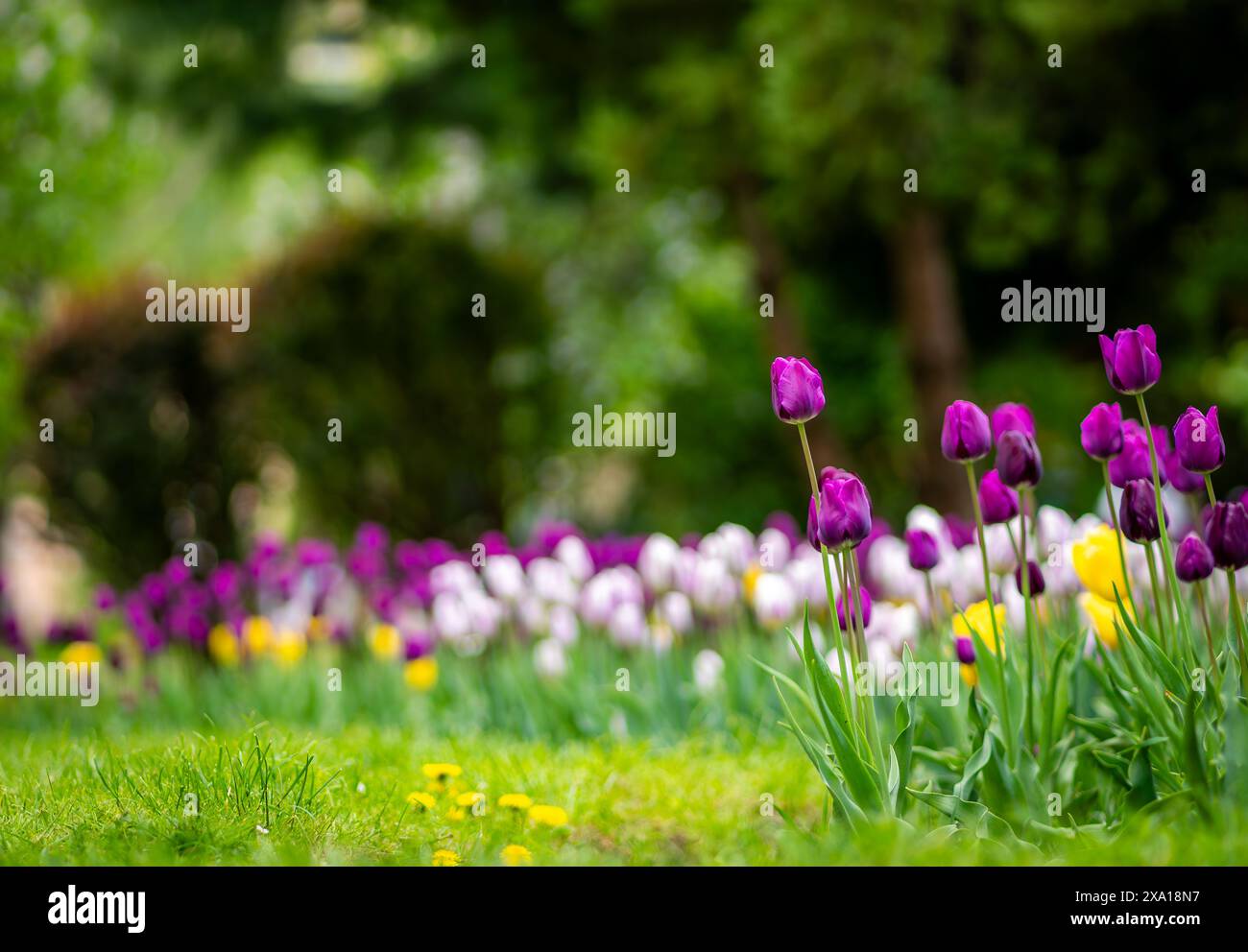 Leuchtende Tulpen blühen auf einer grünen Wiese Stockfoto