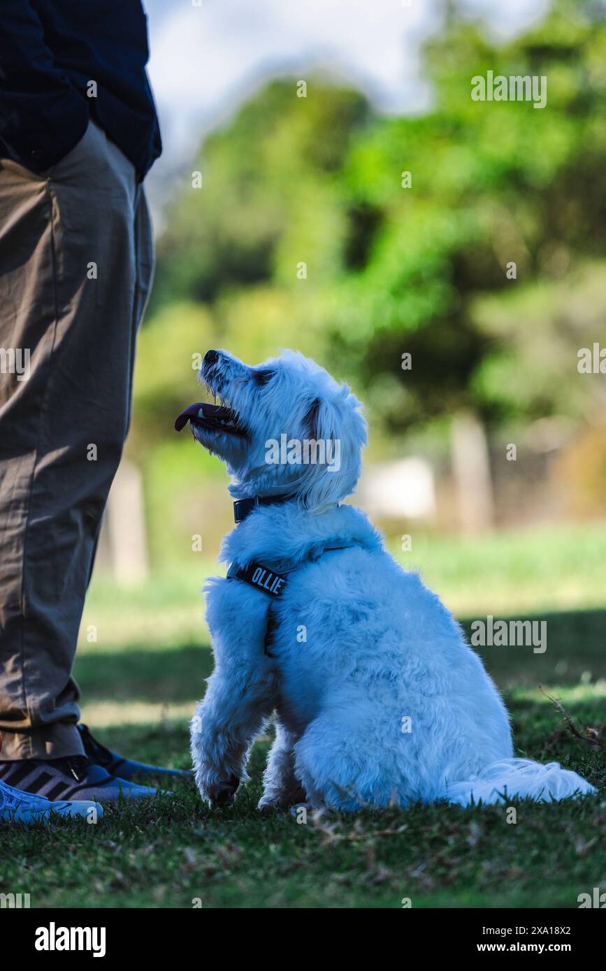 Ein kleiner Hund an der Leine neben einer Person, die ihr Bein hebt Stockfoto