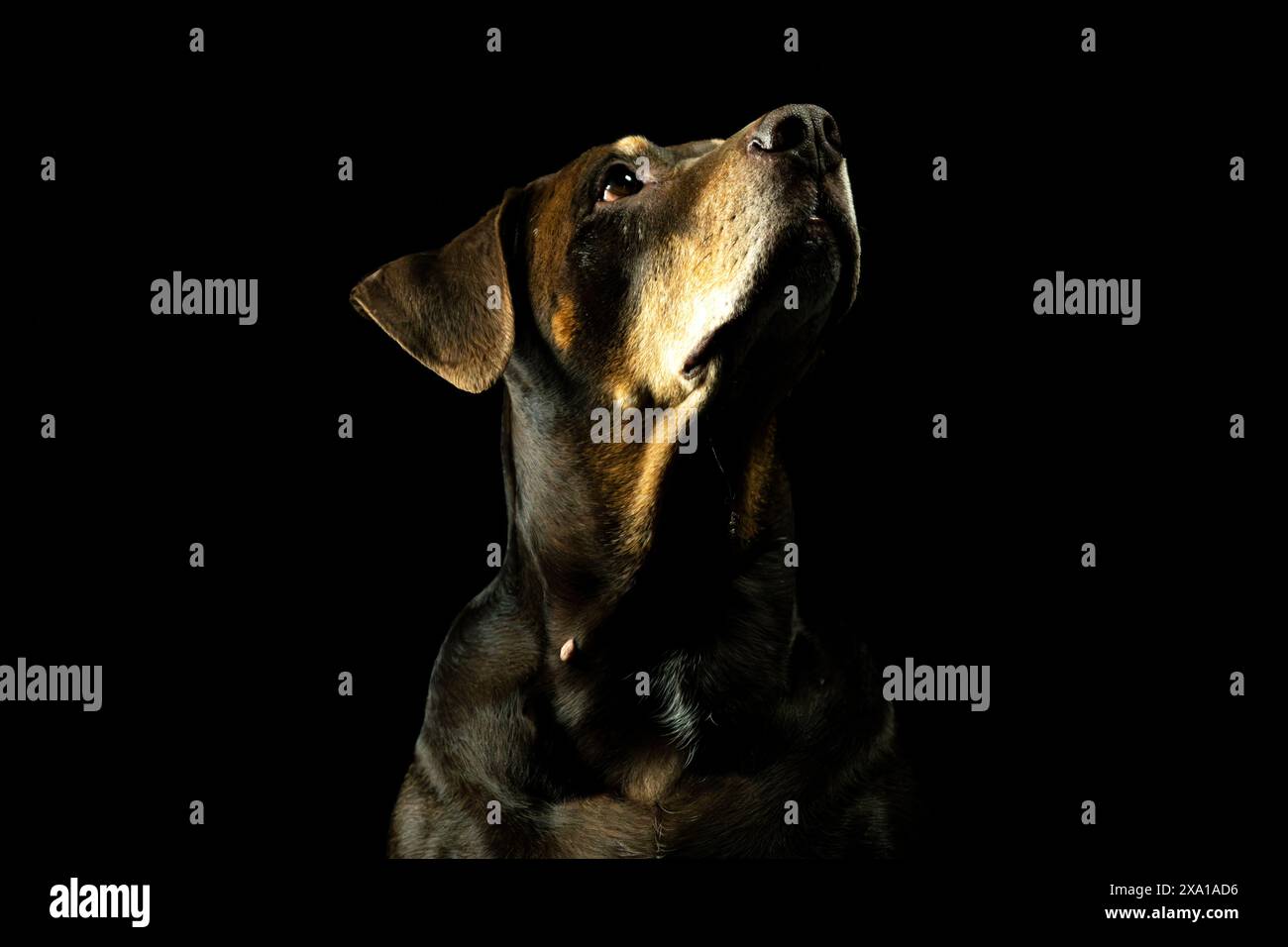 Eine Nahaufnahme eines schwarzen Hundes, der nach oben blickt, im Dunkeln sitzt Stockfoto