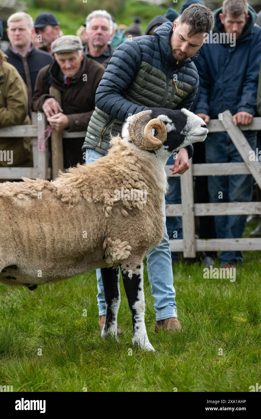 Swaledale Sheep bei der Tan Hill Spring Show 2024. Stockfoto